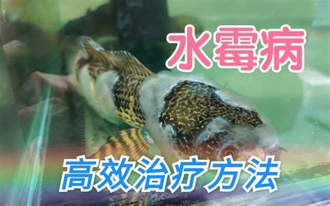 龍魚黑霉病圖片，關于龍魚黑霉病的詳解