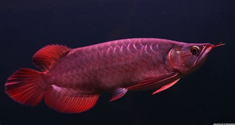 斯巴沃紅龍魚的價格大概是多少？，斯巴沃紅龍魚的價格分析及配圖說明