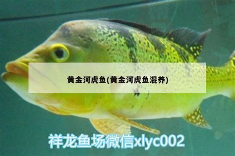 黃金河虎魚，黃金河虎魚是一種珍貴的觀賞魚 黃金河虎魚，黃金河虎魚是一種珍貴的觀賞魚 廣州正大漁場 第2張