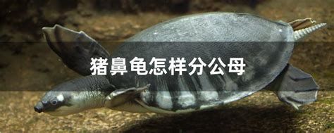 豬鼻龜，豬鼻龜是一種什么樣的動物？