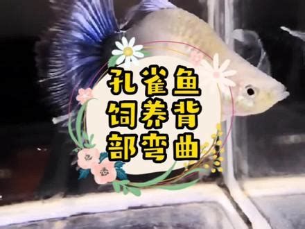 觀賞魚百科，《觀賞魚百科》詳解 觀賞魚百科，《觀賞魚百科》詳解 廣州正大漁場 第4張