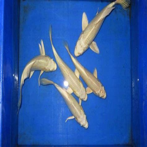觀賞魚百科，《觀賞魚百科》詳解 觀賞魚百科，《觀賞魚百科》詳解 廣州正大漁場 第5張