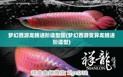 祥龍魚場，祥龍魚場-觀賞魚