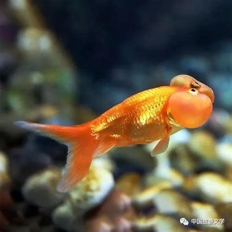 金魚尾巴充血爛尾是怎么回事,金魚尾巴充血爛尾怎么辦?