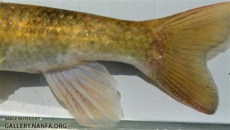 龍魚爛身圖片大全，龍魚爛身病詳解 龍魚爛身圖片大全，龍魚爛身病詳解 廣州正大漁場 第2張