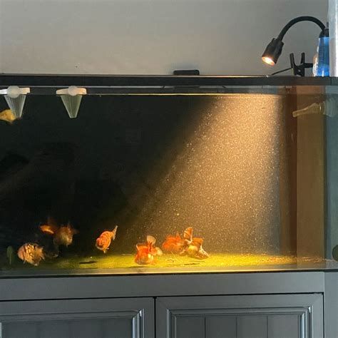 龍魚黑鱗最怕三個東西圖片，黑鱗龍魚最怕什么東西？ 龍魚黑鱗最怕三個東西圖片，黑鱗龍魚最怕什么東西？ 斯巴沃紅龍魚 第2張