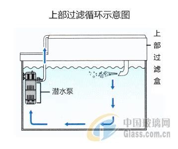 如何判斷魚缸水流是否適合龍魚？，判斷魚缸水流是否適合龍魚