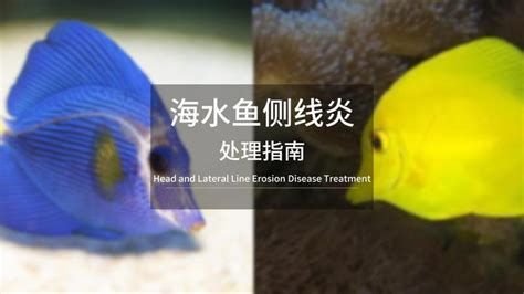 海水魚細菌感染能自愈嗎，關于海水魚細菌感染能自愈的詳細解析 海水魚細菌感染能自愈嗎，關于海水魚細菌感染能自愈的詳細解析 廣州正大漁場 第3張