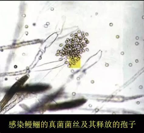 如何判斷龍魚水霉病是否好轉(zhuǎn)，判斷龍魚水霉病是否好轉(zhuǎn) 如何判斷龍魚水霉病是否好轉(zhuǎn)，判斷龍魚水霉病是否好轉(zhuǎn) 廣州正大漁場(chǎng) 第2張