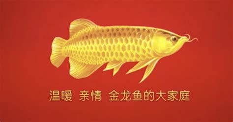 金龍福龍魚，金色光輝與優雅姿態——金龍福龍魚
