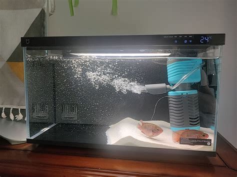 龍魚水溫24度會感冒嗎？，龍魚水溫24度會感冒嗎龍魚水溫24度會感冒嗎