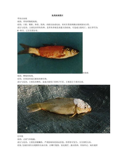 龍魚充血怎么治療最有效，如何治療龍魚充血？