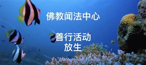 佛說魚最好的安葬方法，佛說魚最好的安葬方法是什么？
