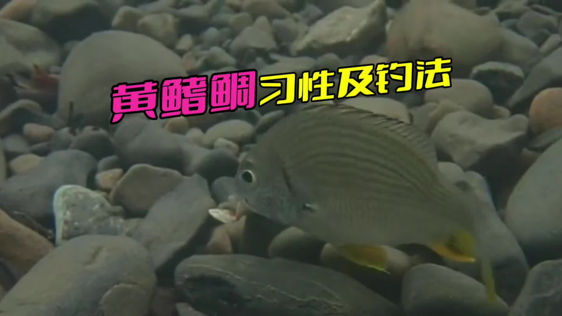 黃鰭鯧魚，黃鰭鯧魚在廣東地區(qū)已有較為成熟的人工養(yǎng)殖對(duì)象
