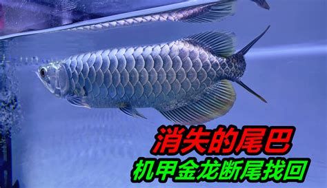 龍魚不小心撞缸會受傷嗎