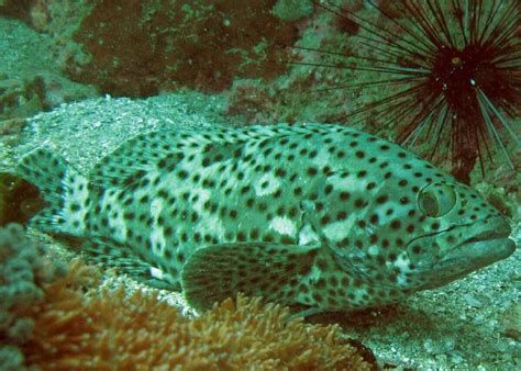 狗頭魚，海底的“獵手”——狗頭魚