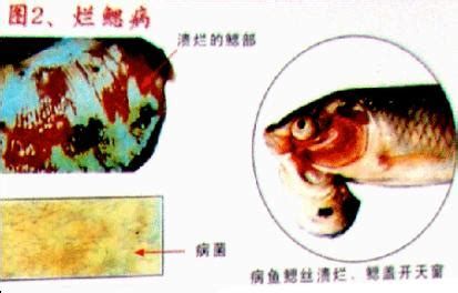 菌腮和蟲鰓圖片區別，水產養殖與觀賞魚養護中菌腮和蟲鰓的區別