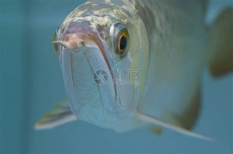 龍魚不停的張嘴呼吸是什么情況，當(dāng)龍魚不停地張嘴呼吸時，可能是遇到了一些問題，可能是水質(zhì)問題