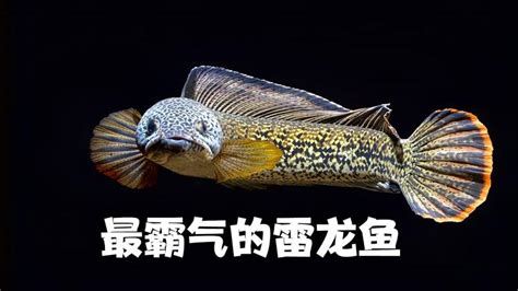 巴卡雷龍魚，巴卡雷龍魚——水下芭蕾舞者