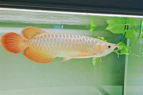 新請的高端紅龍魚入缸要注意什么？，新請的高端紅龍魚入缸時需要注意以下幾點：確保魚缸足夠大