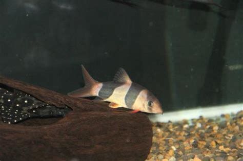 三間鼠魚，三間鼠魚在水族箱中的繁殖難度較大，三間鼠魚的繁殖難度較大