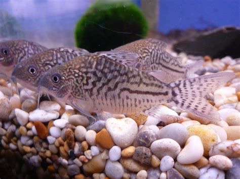 三間鼠魚，三間鼠魚在水族箱中的繁殖難度較大，三間鼠魚的繁殖難度較大