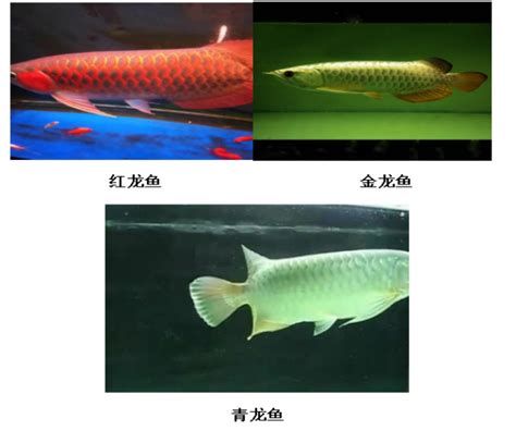 哪些顏色的龍魚寓意最好？ 哪些顏色的龍魚寓意最好？ 斯巴沃紅龍魚 第3張