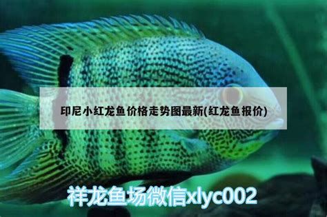 印尼小紅龍，關于印尼小紅龍的詳細科普介紹
