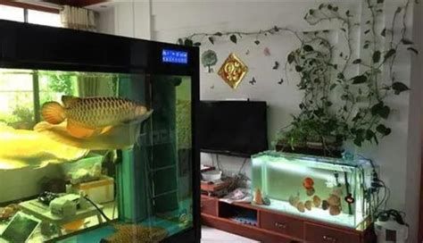 龍魚晚上關燈后多久會跳缸？，龍魚晚上關燈后多久會跳缸