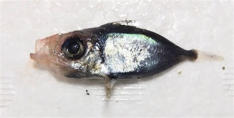 龍魚腸炎糞便圖，“龍魚腸炎糞便圖”解讀（約1000字）以及配圖