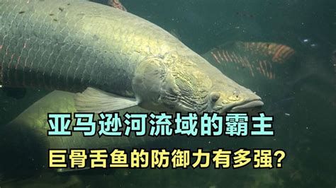 巨骨舌魚，亞馬遜河流域的頂級掠食者——巨骨舌魚 巨骨舌魚，亞馬遜河流域的頂級掠食者——巨骨舌魚 廣州正大漁場 第2張