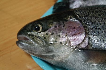巨骨舌魚，亞馬遜河流域的頂級掠食者——巨骨舌魚 巨骨舌魚，亞馬遜河流域的頂級掠食者——巨骨舌魚 廣州正大漁場 第3張