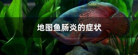 龍魚細菌性腸炎的癥狀有哪些？，龍魚患細菌性腸炎的癥狀