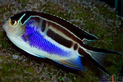 哪些魚種適合龍魚食用？，哪些魚種適合作為龍魚