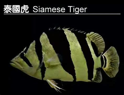 哪些魚種適合龍魚食用？，哪些魚種適合作為龍魚 哪些魚種適合龍魚食用？，哪些魚種適合作為龍魚 廣州正大漁場(chǎng) 第4張