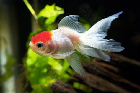 龍睛和蝶尾哪個好，龍睛金魚與蝶尾金魚的區別