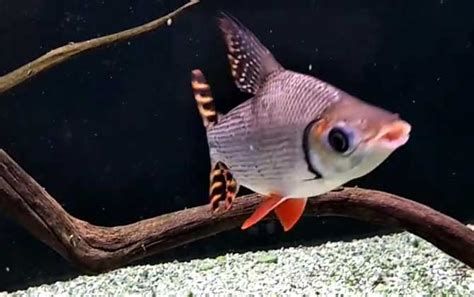 飛鳳魚，水族箱中的“吉祥物”——飛鳳魚 飛鳳魚，水族箱中的“吉祥物”——飛鳳魚 斯巴沃紅龍魚 第2張