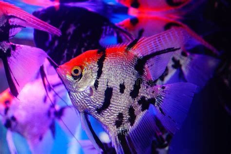 圣菲埃及魚，圣菲埃及神仙魚