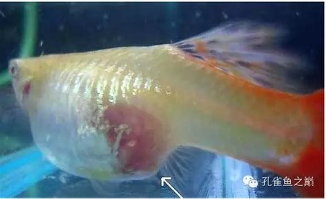 有哪些藥物可以安全地用于龍魚傷口？，龍魚傷口治療的注意事項(xiàng)