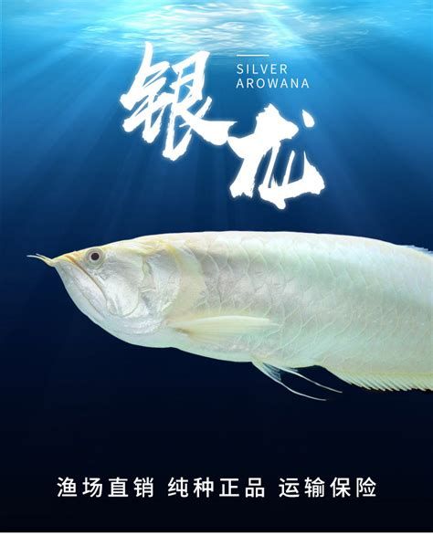銀龍魚夜間需要喂食嗎？，關于銀龍魚夜間喂食的詳細分析