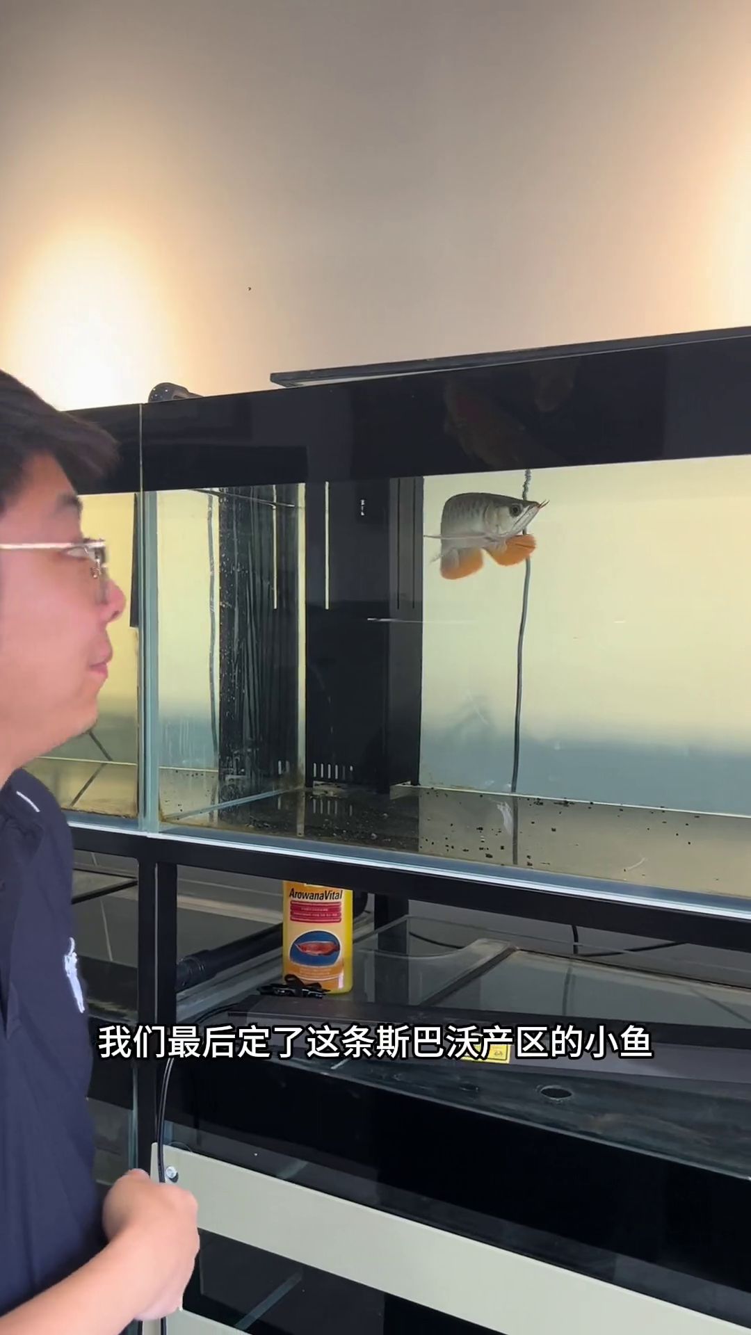 斯巴沃紅龍魚印尼語，斯巴沃產區印尼紅龍魚