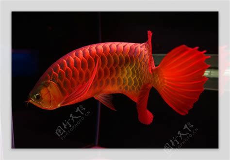 如何讓紅龍魚的顏色變得更紅？，如何讓紅龍魚的顏色變得更紅