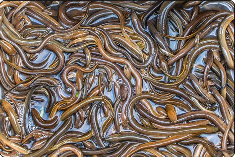 紅龍魚吃泥鰍多久一次合適？，紅龍魚吃泥鰍的頻率 紅龍魚吃泥鰍多久一次合適？，紅龍魚吃泥鰍的頻率 廣州正大漁場 第2張
