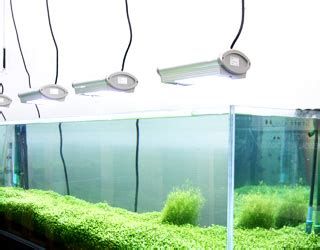 如何正確安裝和使用龍魚專用燈？，龍魚專用燈安裝與使用指南