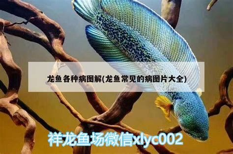 龍魚腸炎用什么藥效果好,龍魚腸炎治療方案及配圖說明 廣州正大漁場(chǎng) 第3張 龍魚腸炎用什么藥效果好,龍魚腸炎治療方案及配圖說明 龍魚腸炎用什么藥效果好,龍魚腸炎治療方案及配圖說明 廣州正大漁場(chǎng) 第3張