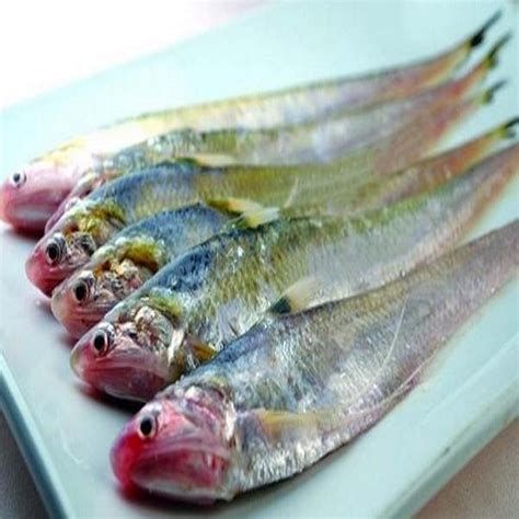 刀魚魚，關(guān)于刀魚的詳解