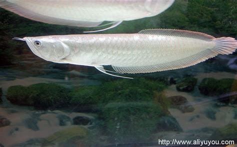 有哪些小型觀賞龍魚品種？，小型觀賞龍魚品種