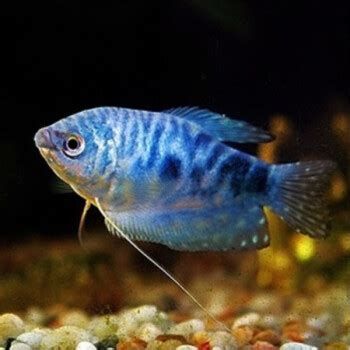 有哪些小型觀賞龍魚品種？，小型觀賞龍魚品種