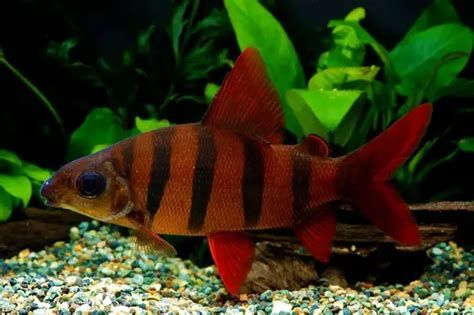 赤焰中國虎魚，赤焰中國虎魚是一種極具挑戰性的觀賞價值的淡水觀賞魚