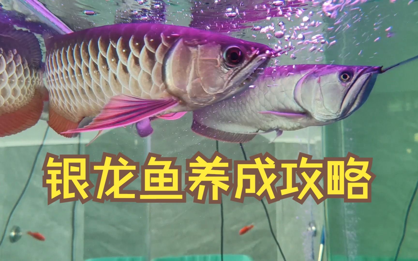 銀龍魚，銀龍魚怎么養(yǎng)，怎么喂養(yǎng)？